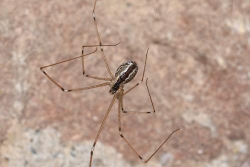 Holocnemus pluchei
